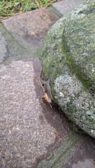 garden snail slowly crawling over a stone © Alena