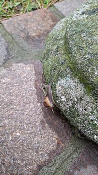 garden snail slowly crawling over a stone