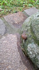 garden snail ascending a stone in a natural setting © Alena
