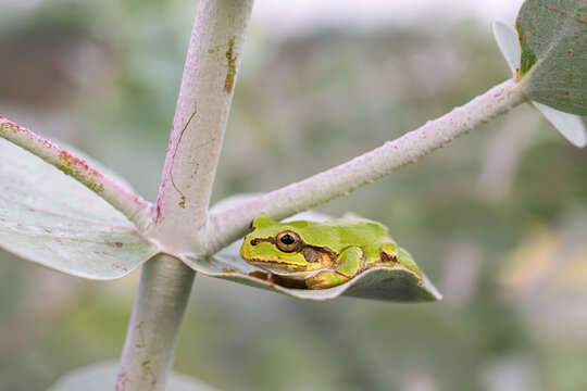 Japanese tree frog resting in the leaf axil of a eucalyptus branch