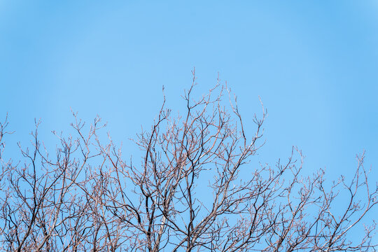 The top of oak tree on a clear winter day against the blue sky background