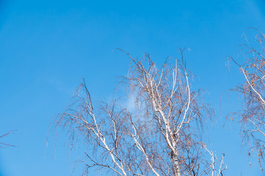 The tops of birch trees on the blue sky background. Autumn tree branches without leaves against a clear blue sky.