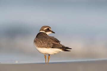Fototapeta premium Common Ringed Plover (Charadrius hiaticula) Looking Back on Sandy Shoreline