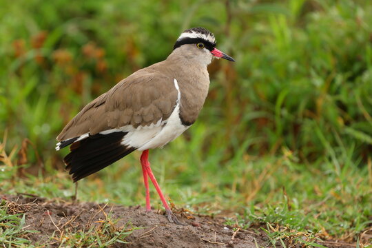 Crowned lapwing in Ngorongoro Crater