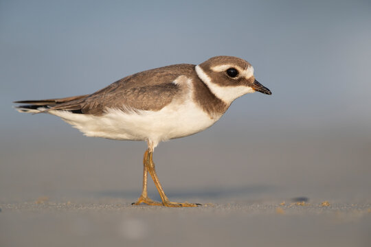 Common Ringed Plover (Charadrius hiaticula) Full Profile Standing on Sand