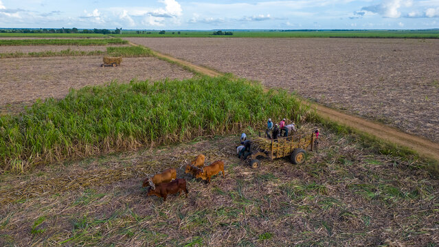 Boca de Yuma, Dominican Republic - 12 September 2026: Aerial view of workers harvesting sugarcane with oxen pulling a cart in a field.