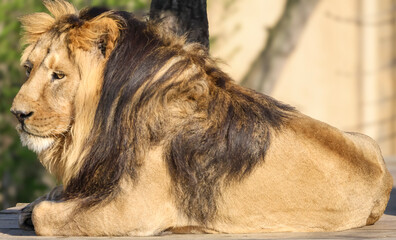 Majestic lion with dark mane resting on wooden surface in natural habitat © Діма Осташук