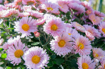 Fototapeta premium Close up of beautiful light pink chrysanthemum flowers with bright yellow centers blooming in a sunny outdoor autumn botanical garden