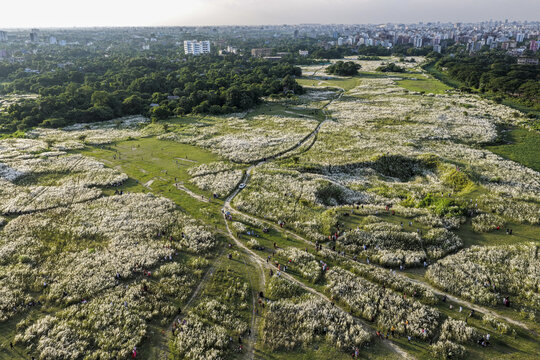 Zazira, Bangladesh - 11 September 2026: Aerial view of Sharighat Playground covered in blooming kash phool grass with winding dirt paths and people walking through the field.