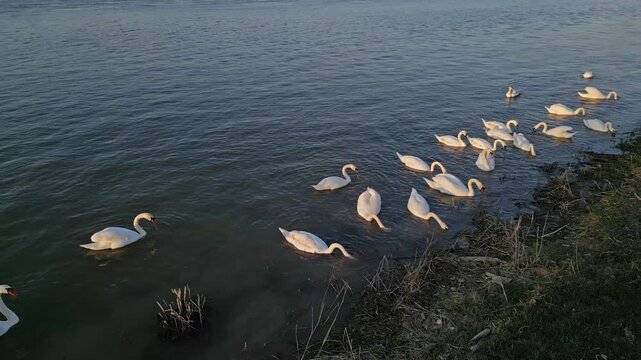 Flock of white swans swimming in calm water near riverbank at sunset. Wild birds feeding on Danube river, 4k