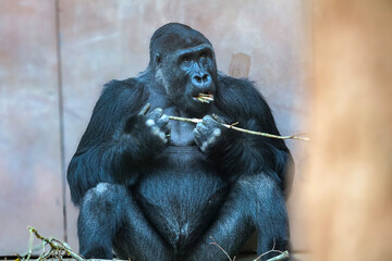 Large black gorilla sitting and eating a thin branch with its hands © Діма Осташук