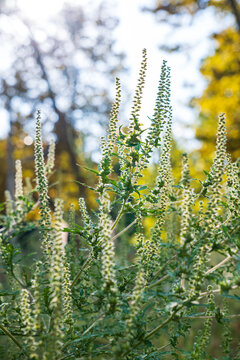 Ragweed plant blooming causing seasonal allergic reaction pollen