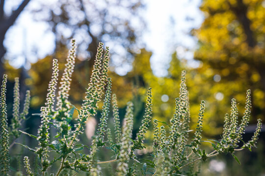 Ragweed blooming in park causing seasonal allergy pollen reaction