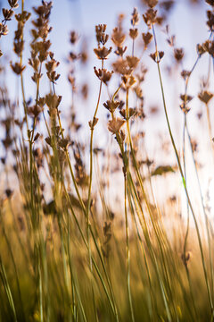 Dry lavender stalks in field at sunset with golden light background