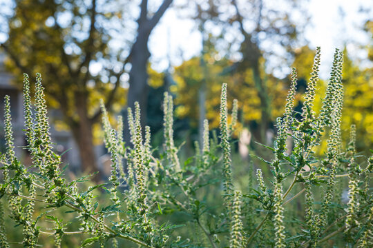 Ragweed plant blooming in sunny park causing seasonal pollen allergy