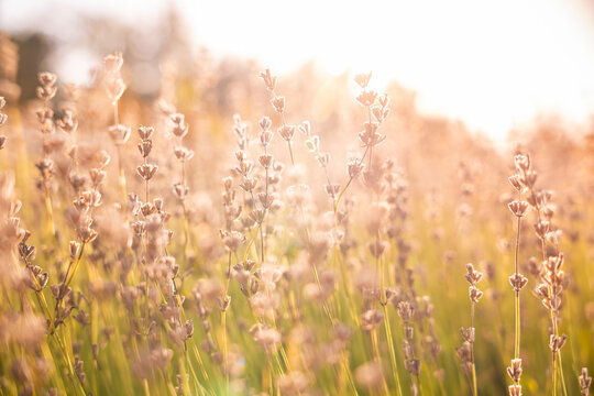 Dried lavender flowers in field at sunset with golden light, soft dreamlike bokeh