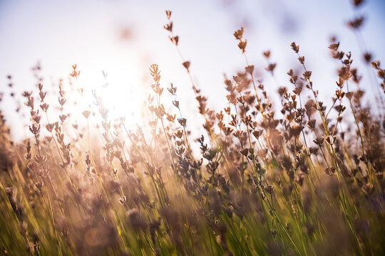 Dreamy abstract lavender stems at sunset with golden bokeh light background