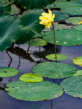 746-67 American Lotus
