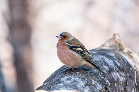 Common chaffinch, Fringilla coelebs, sits on a tree. Common chaffinch in wildlife.