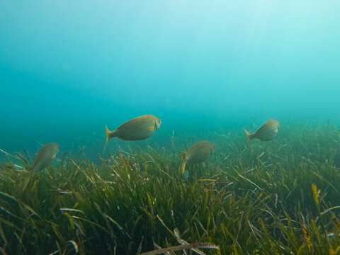 Salema porgy fish swimming over lush seagrass underwater near coast of Saint Jean Cap Ferrat French Riviera Mediterranean Sea France