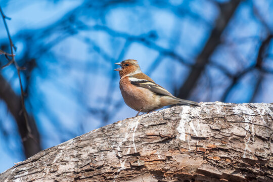 Common chaffinch, Fringilla coelebs, sits on a tree. Common chaffinch in wildlife.