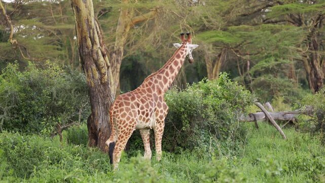 Video footage of African giraffes in their natural savanna and woodland habitat near Lake Nakuru in Lake Nakuru National Park, Kenya.