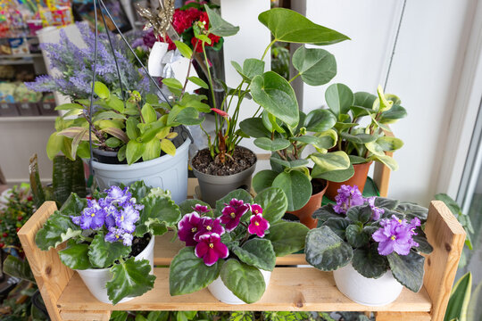Variety of potted houseplants with blooming flowers displayed on wooden shelf in store