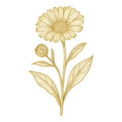 Obraz premium PNG Elegant botanical floral illustration
