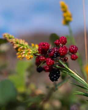 Moras