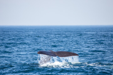 Sperm whale tail appearing during the dive in the arctic waters © Jan