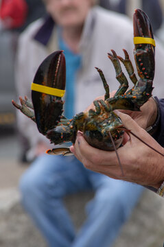 Live American lobster held with rubber-banded claws