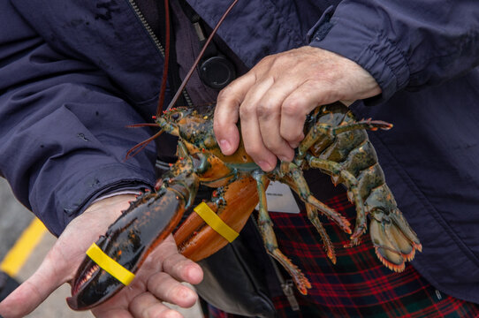 Live American lobster held with rubber-banded claws