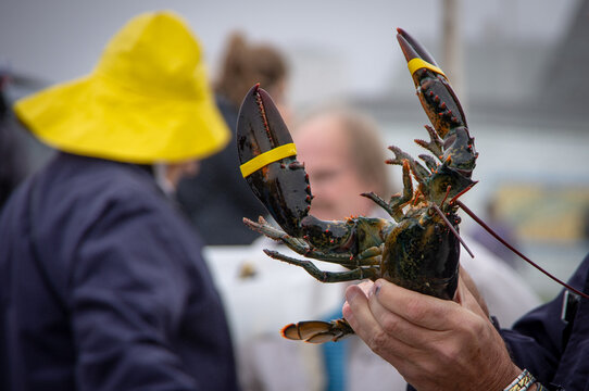 Live American lobster held with rubber-banded claws