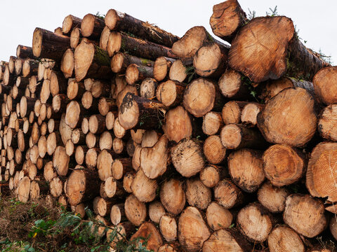 Stack of freshly cut logs, showing natural wood grain and bark texture. Ideal for forestry, construction, or rustic-themed projects. Clean, detailed view of raw timber ready for use