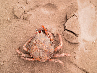 Red crab crawls across sandy beach under cloudy sky. Sand texture detailed with footprints around. Scene calm, natural, perfect for travel or nature themes. Use in eco-tourism, wildlife © mark_gusev