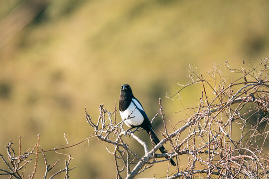 Pajaro urraca