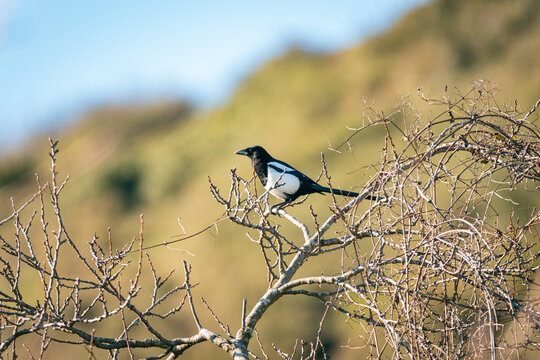 Pajaro urraca