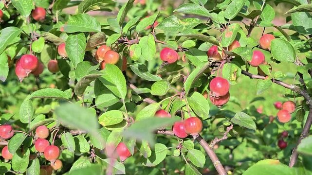 Fresh fruits hanging from a tree branch, a simple and natural scene
