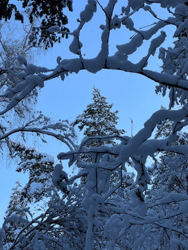 Snow laden branches creating a natural frame, revealing a distant pine tree under a clear, bright blue winter sky