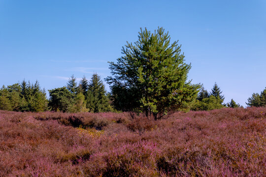 Purple flowers Calluna vulgaris (Heather, Ling) The sole species in genus of Calluna, Ericaceae family, De Cokse Heide in Afferden village, North Limburg, Lies about southeast of Nijmegen, Netherlands
