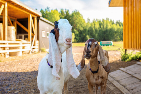 Standing domestic goats in farmyard with wooden shed and green trees in background under bright daylight rural environment.