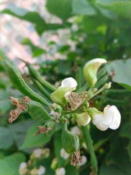 Close-up of white lablab bean flowers blooming on a plant branch.