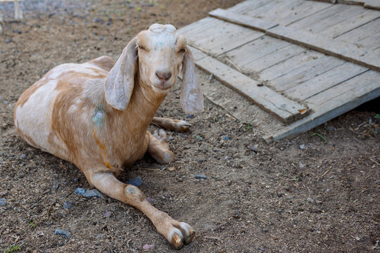 Standing domestic goats in farmyard with wooden shed and green trees in background under bright daylight rural environment.