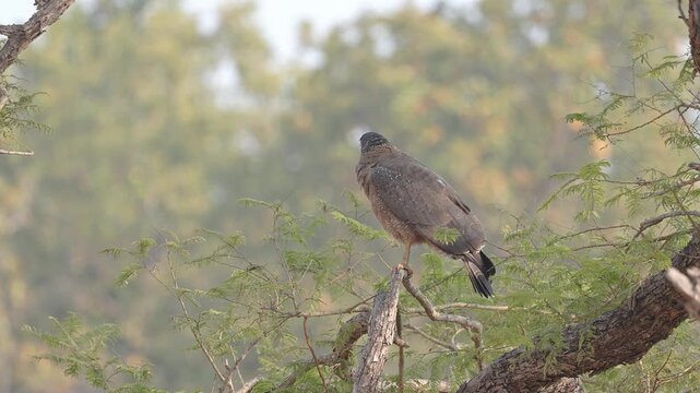 View of a crested serpent eagle perched on a tree branch within the lush forest of Bandhavgarh Tiger Reserve in Kila Bandhogarh, Madhya Pradesh, India.