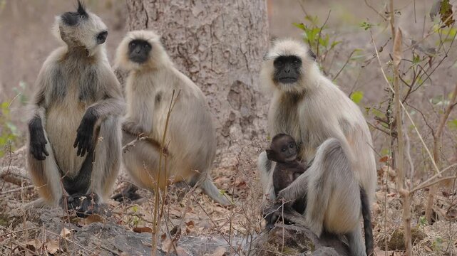 View of a group of gray langur monkeys, including a mother holding her baby, resting near a tree in the Bandhavgarh Tiger Reserve, Kila Bandhogarh, Madhya Pradesh, India.