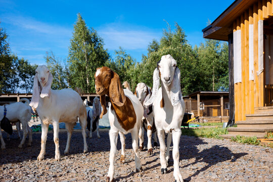 Curious goats in countryside farm setting with rustic barn structure and natural greenery. Livestock behavior and outdoor agricultural life.