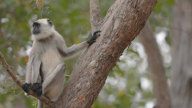 View of a gray langur perched on a tree branch in the forest of Bandhavgarh Tiger Reserve in Kila Bandhogarh, Madhya Pradesh, India.