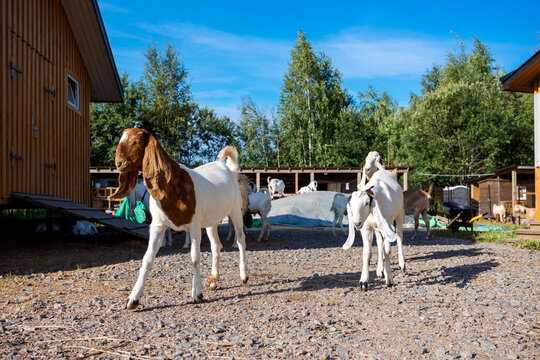 Curious goats in countryside farm setting with rustic barn structure and natural greenery. Livestock behavior and outdoor agricultural life.
