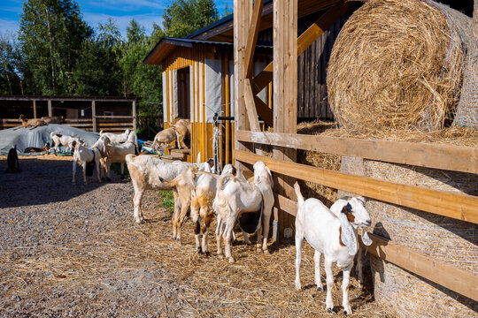 Standing domestic goats in farmyard with wooden shed and green trees in background under bright daylight rural environment.