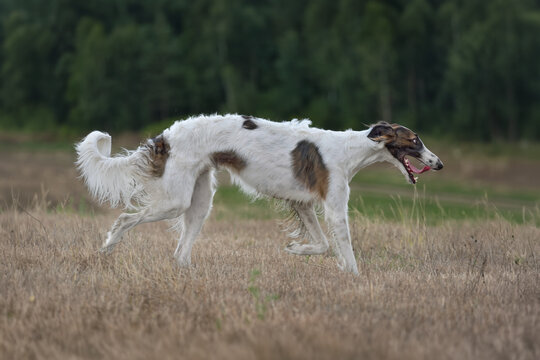 Russian wolfhound in motion outdoors